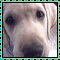 luvmylabbyamyavatar.gif